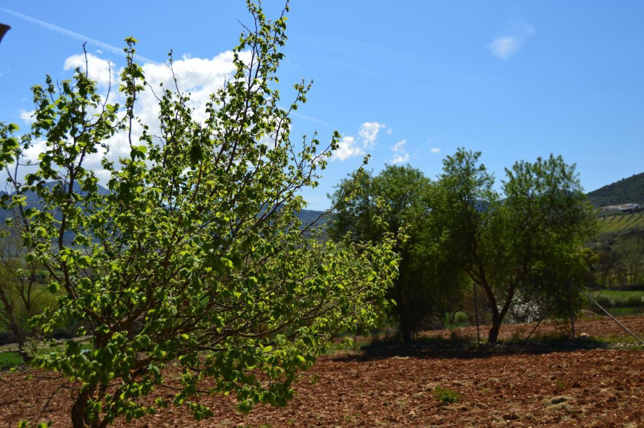 לינה וארוחת בוקר Villanueva del Rosario Cortijo Petra מראה חיצוני תמונה
