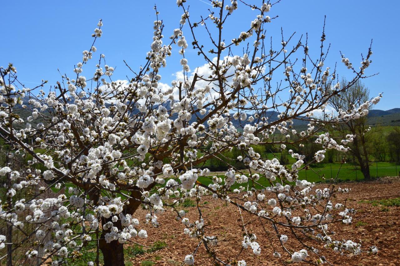 לינה וארוחת בוקר Villanueva del Rosario Cortijo Petra מראה חיצוני תמונה