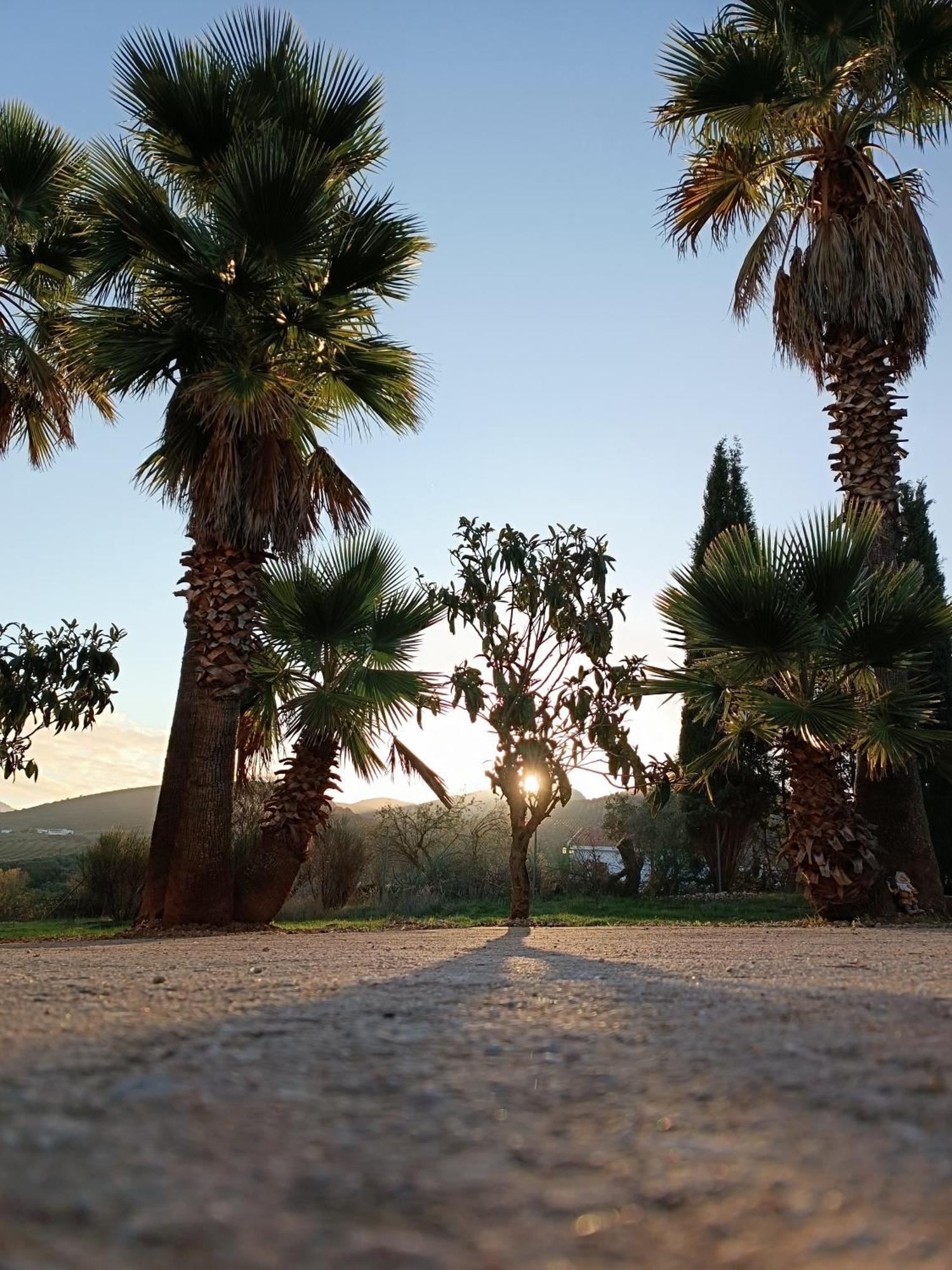 לינה וארוחת בוקר Villanueva del Rosario Cortijo Petra מראה חיצוני תמונה